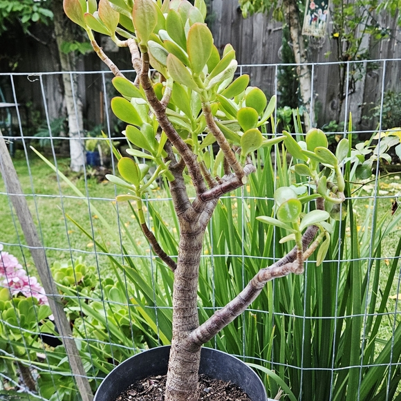 Large Ruby Jade Tree - Picture 5 of 6